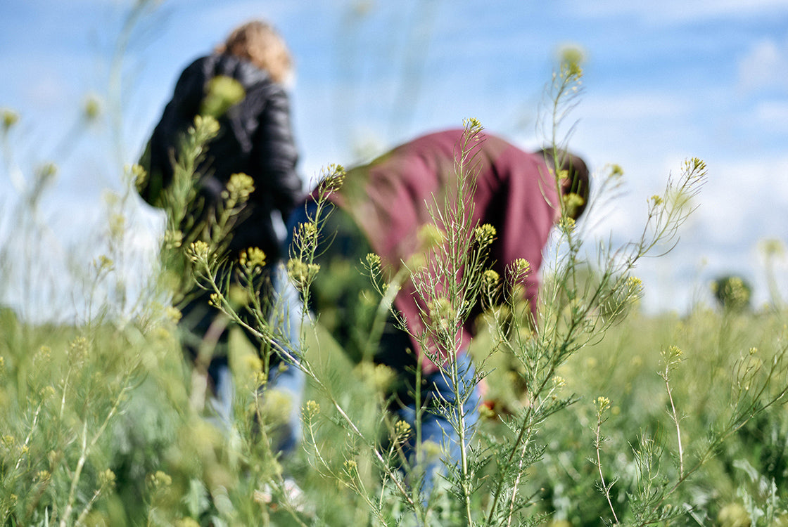 Guerilla Gardening DIY Seed Bombs Ned CBD Products